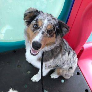 Meet your Posher, Holly